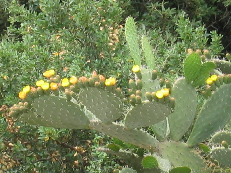 Opuntia ficus-indica / fico d''India